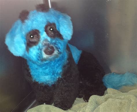 Dog Dyed To Look Like A Blue Panda Bear Dog Dye Panda Bear Dogs