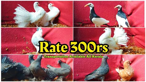 Fancy Pigeon For Saletrivanadram Kattakadatransportation Available