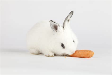 Can Rabbits Eat Carrots Every Bunny Welcome