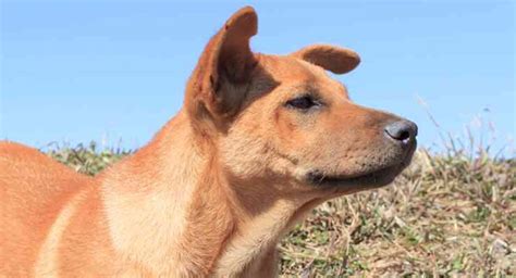 African Dog Breeds Discover The Beautiful Pups Of Africa