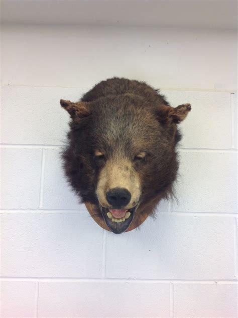 Taxidermy Bear Head On Plaque On The Square Emporium