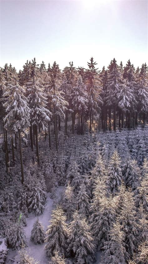 Download Wallpaper 540x960 Winter Snowfrost Snowlayer Trees Forest
