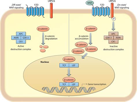 ‘WNT-er is coming’: WNT signalling in chronic lung diseases | Thorax