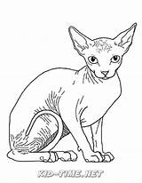 Sphynx Cats sketch template