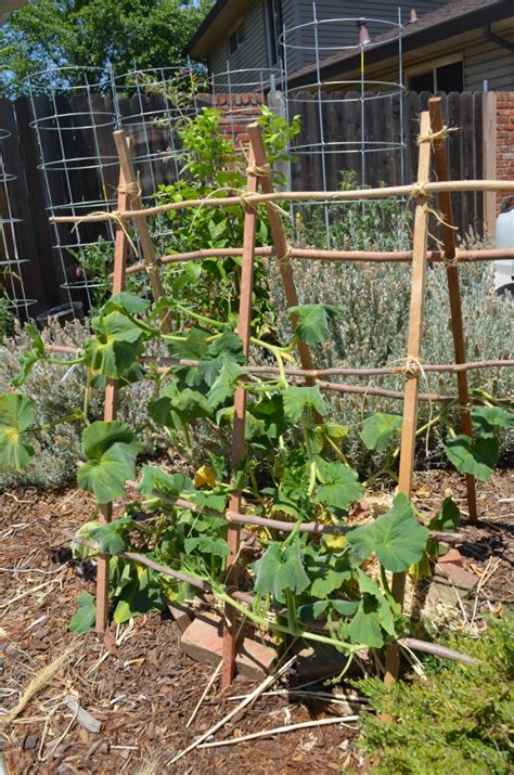 A Weekend Project Butternut Squash Trellis East Sac Edible Squash