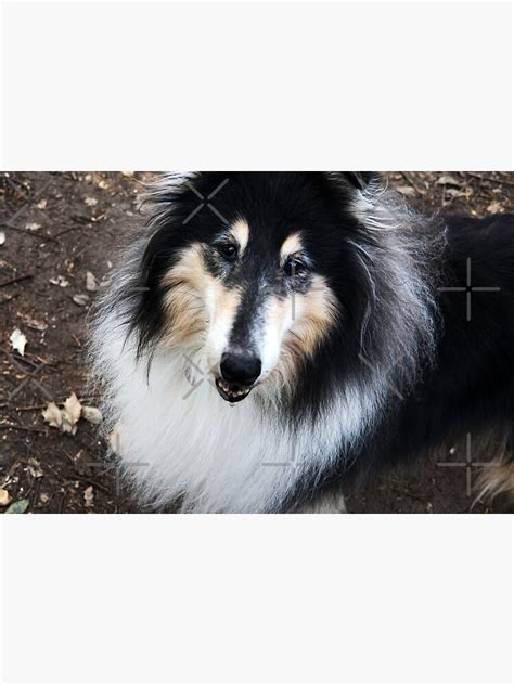 Face Of A Cute Rough Collie Lassie Dog Poster For Sale By