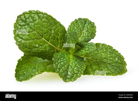 Fresh Spearmint Leaves Isolated On White Background Stock Photo Alamy