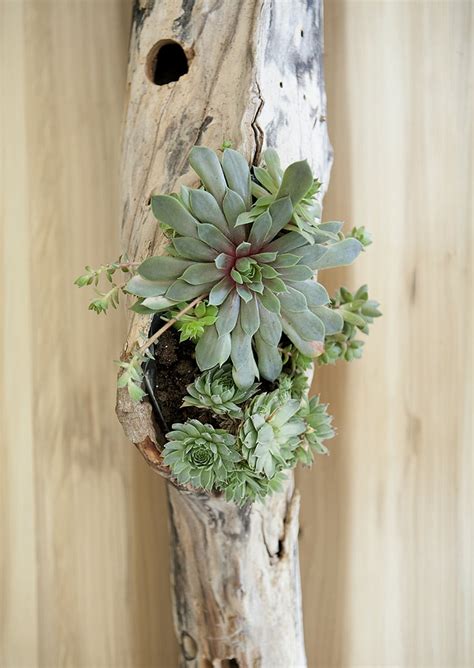 276 417 tykkäystä · 5 673 puhuu tästä. DIY Driftwood Succulent Centerpiece » Jessica Brigham