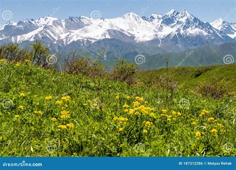 Green Pastures Above Alamedin Valley With High Snow Covered Mountains