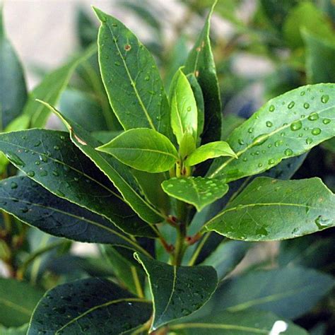 Laurus Nobilis Bay Tree Buy Herb Plants