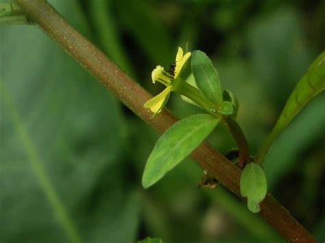 Ludwigia Perennis Efloraofindia