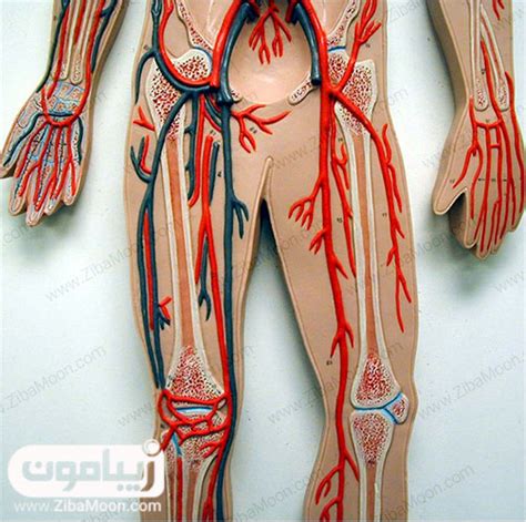 چرا رگ‌های بدن بعضی افراد برجسته و مشخص است؟ زیبامون