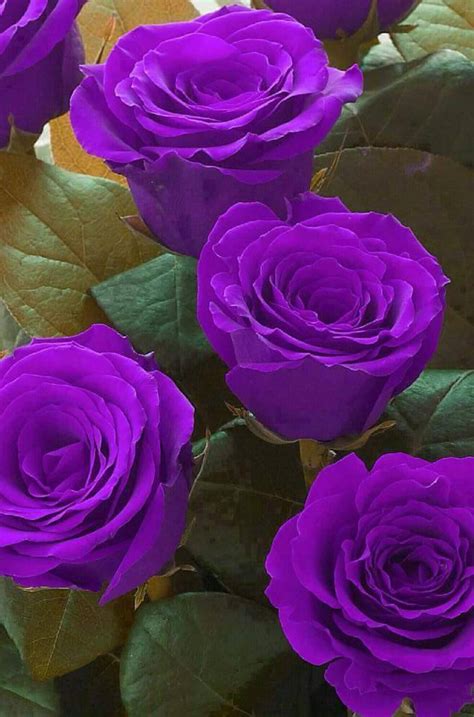 Natural Purple Roses
