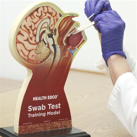Swab Test Training Model For Health Education Health Edco