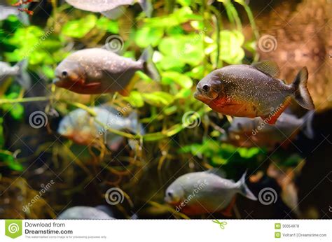 But piranhas have bitten people who put their hands in an aquarium full of piranhas. Tropical piranha fish stock photo. Image of swim, beauty ...