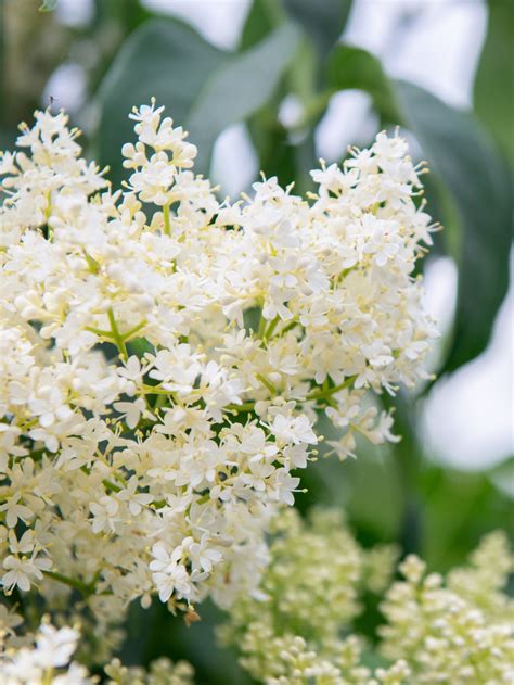 Learn About The Beautiful Japanese Tree Lilac Mulhalls Japanese