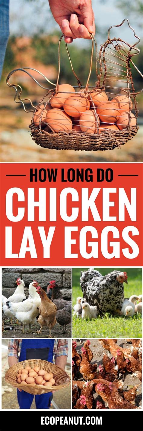 Their long and distinguished family background and kind and curious nature make sussex chickens perfect for novice chicken keepers and those wanting a friendly hen to add to their growing backyard menagerie. How Long do Chickens Lay Eggs? (With images) | Laying ...