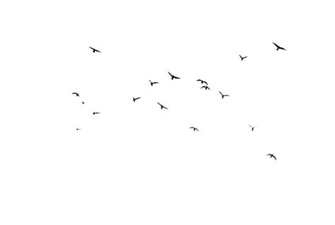 Flock Of Birds Png Images Transparent Free Download