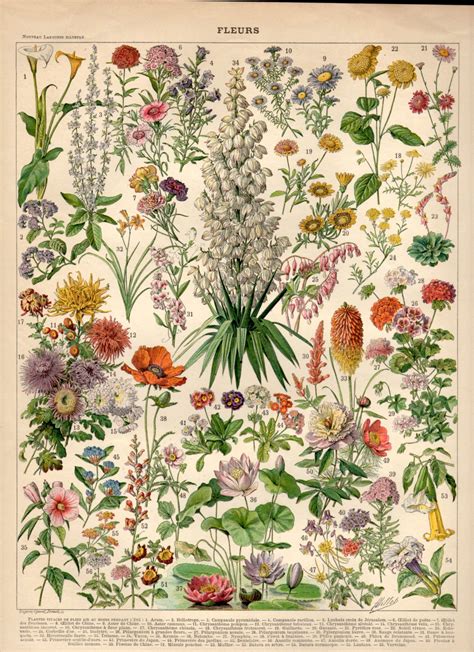 Garden Flowers 1897 Antique Print Flower Lithograph Botanical Print