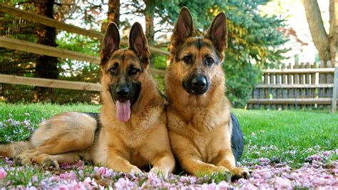 14 Things Only German Shepherd Owners Know Sheknows