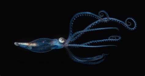 1.basic squid morphology and terminology. Giant squid brawl captured on camera dropped 440ft below ...