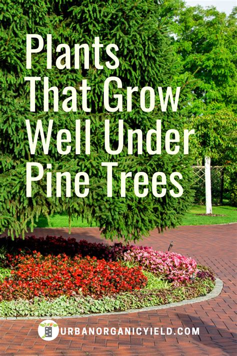 Plants To Plant Under Pine Trees
