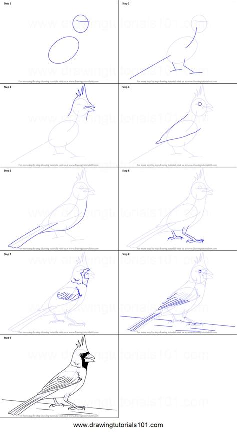 How To Draw A Northern Cardinal Printable Step By Step Drawing Sheet