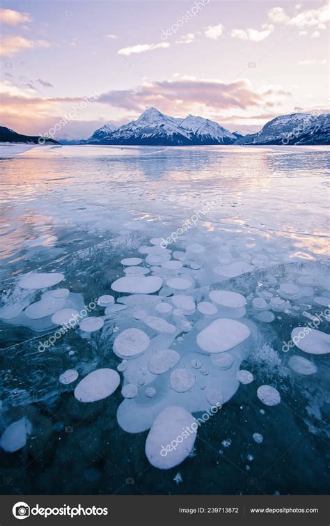 Methane Bubbles Frozen Abraham Lake Clearwater County Nordegg Alberta