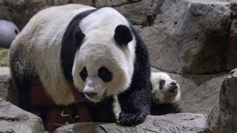 Bao Bao Baby Panda Makes National Zoo Debut Us News Sky News
