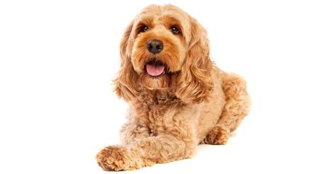 How Long Does It Take For A Cockapoo To Be Fully Grown