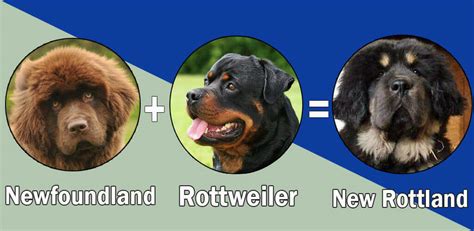 Top 10 Unreal Rottweiler Cross Breeds Mix Breeds