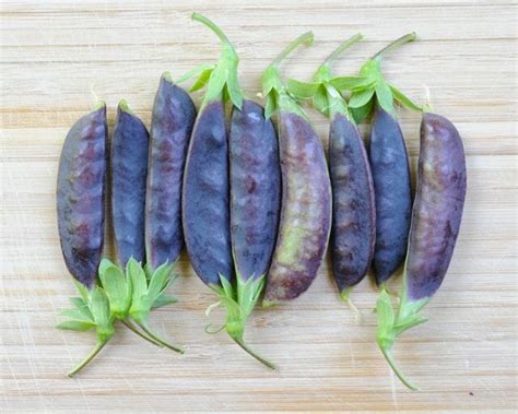 A Fall Pea Crop Including Purple ‘sugar Magnolia A Way To Garden