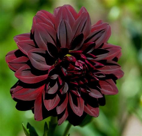 Incredible Black Dahlia Flower Seeds 2022 Unity Wiring