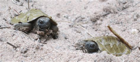 Wood Turtle Hatchlings Photograph By Andrew Badje Wdnr Download