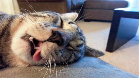 50 Funny Cats Sleeping In Weird Positions And Places Lazy Pe Cats