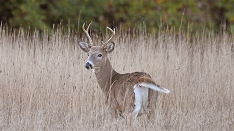 Arkansas Deer Hunter Killed After Deer He Shot Attacked Hime