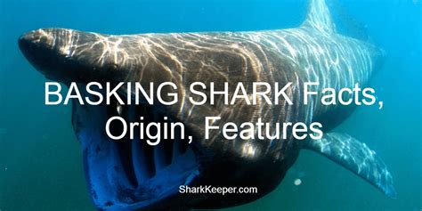 Basking Shark Facts Origin Features Shark Keeper