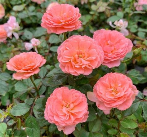 Top 10 Drift Roses Colors Song Of Roses