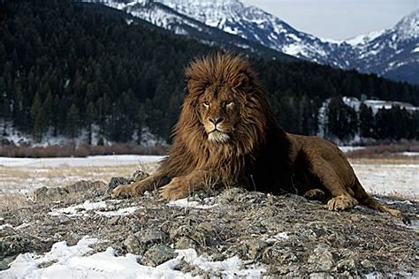17 Best Images About Lions On Pinterest Amazing Photos