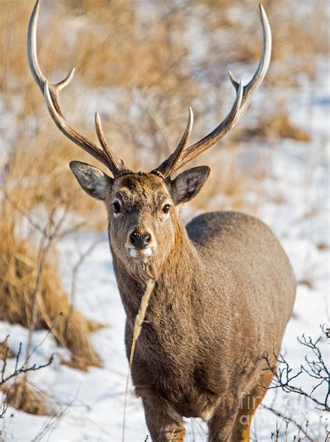 Sika Deer In Hokkaido Japan Photograph By Natural Focal Point