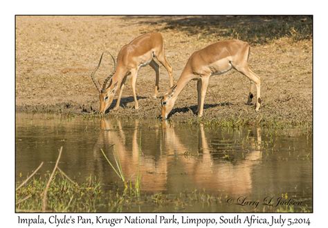 Kruger National Park Limpopo Slideshow Underwater And Land