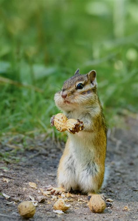 Siberian Chipmunk On Tumblr