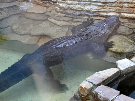 Alligator Mississippiensis American Alligator In Zoos