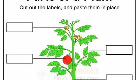 parts of the plants worksheet