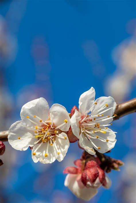 Apricot Tree Blossom Free Stock Photo Public Domain Pictures