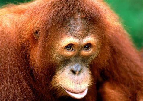 Prolonging Me Time To Speak Up The Sumatran Orangutan Pongo