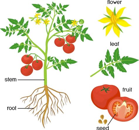 Tomato Flower Diagram