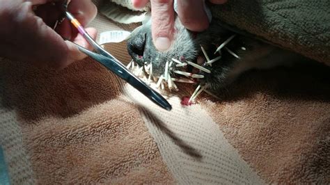 Porcupine Quills Removal Youtube