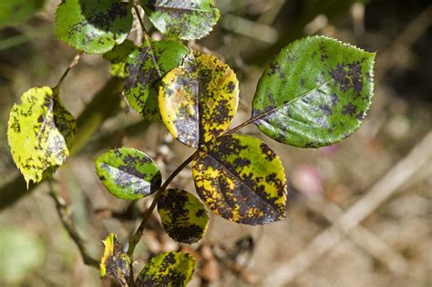 Dealing With Types Of Rose Diseases