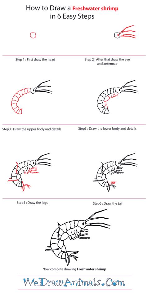 Easy drawing ideas for cool things to draw when you are bored. How to Draw a Freshwater Shrimp